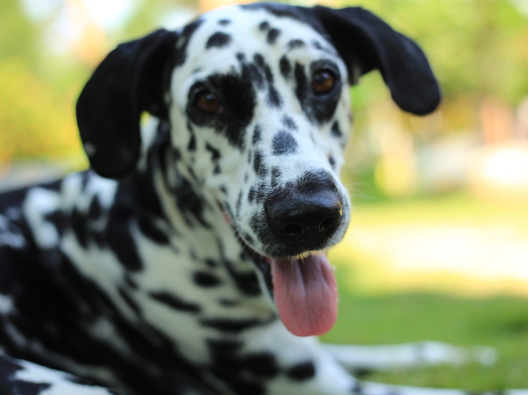 Hemp Wellness Retreat-会安必去景点