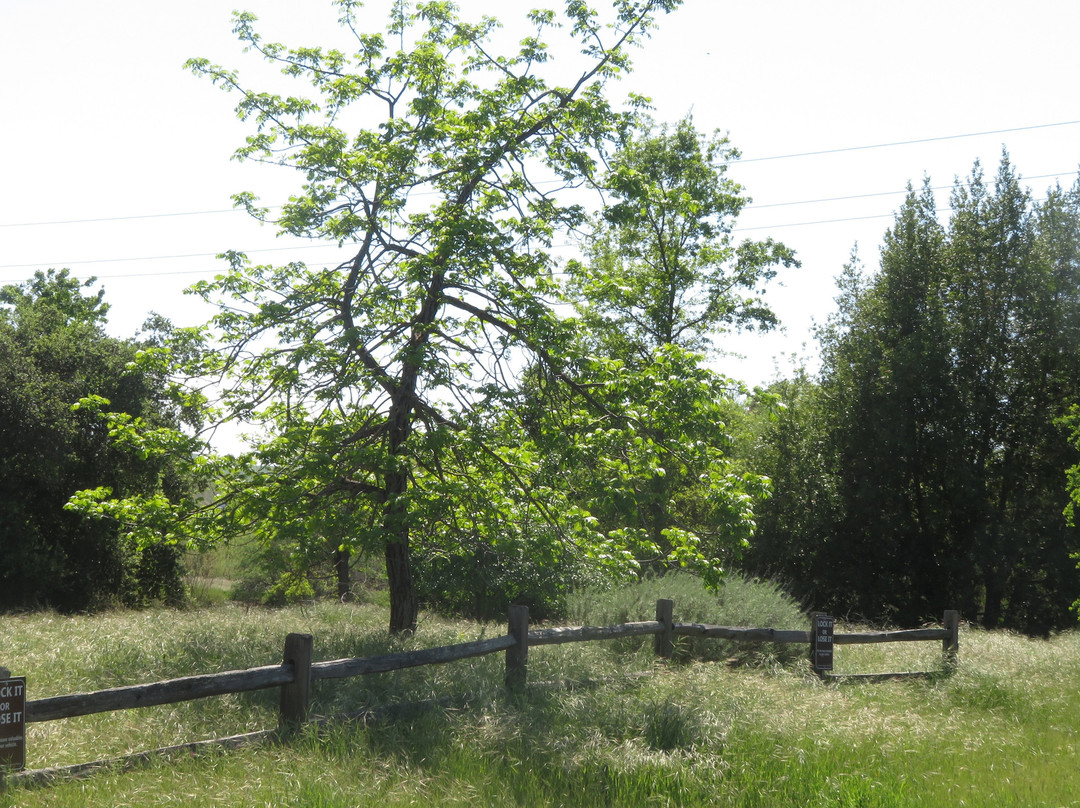 Sycamore Grove Regional Park景点图片