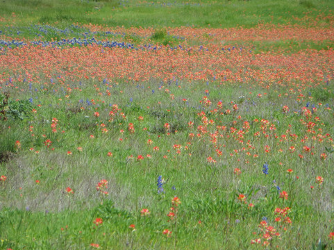 Mayfest Park-巴斯特罗普必去景点