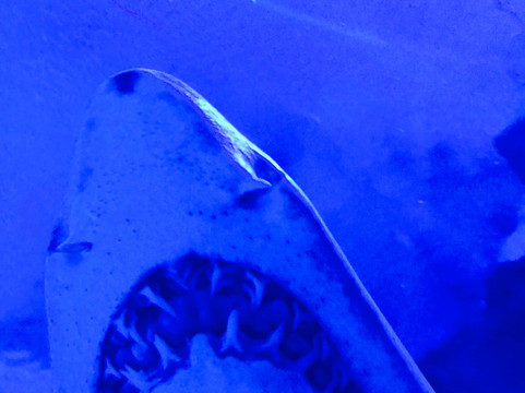 Russian Guide In Kuala Lumpur-吉隆坡必去景点