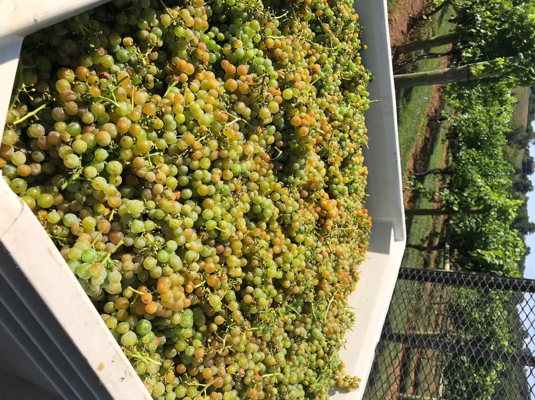 Lovers Leap Vineyards and Winery-Lawrenceburg必去景点