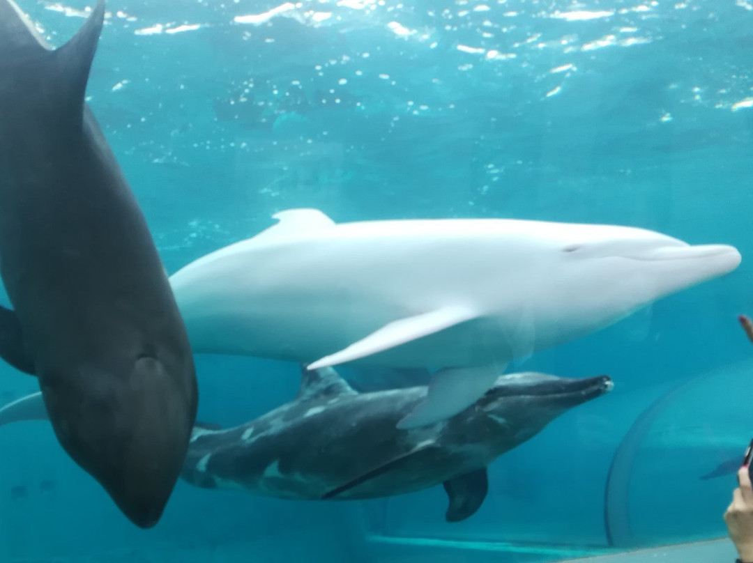 Taiji Whale Museum-太地町必去景点