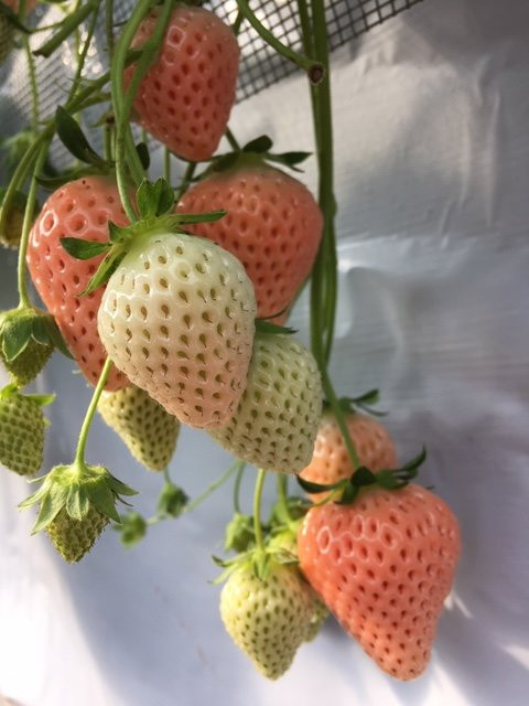 Takada Strawberry Farm景点图片