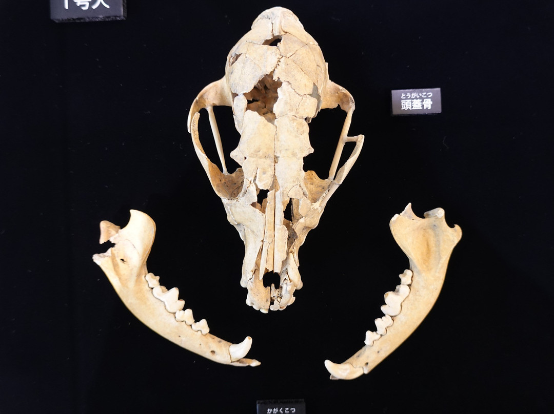 Tokyo Metropolitan Archaeological Center-多摩市必去景点