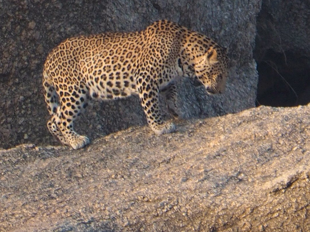 Leopard Hills-Bera必去景点