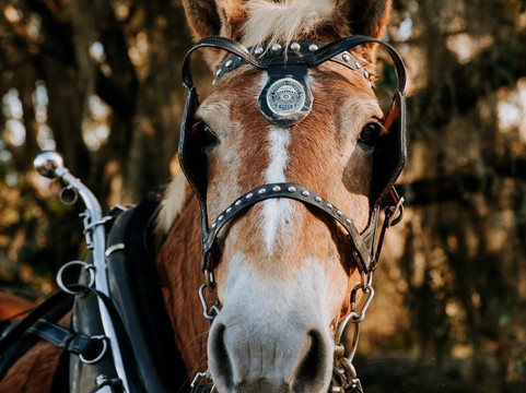 Red Gate Farms Equestrian Center-萨凡纳必去景点