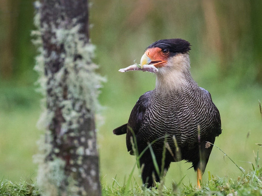 Puerto Varas Gringo Hiking Tours-巴拉斯港必去景点