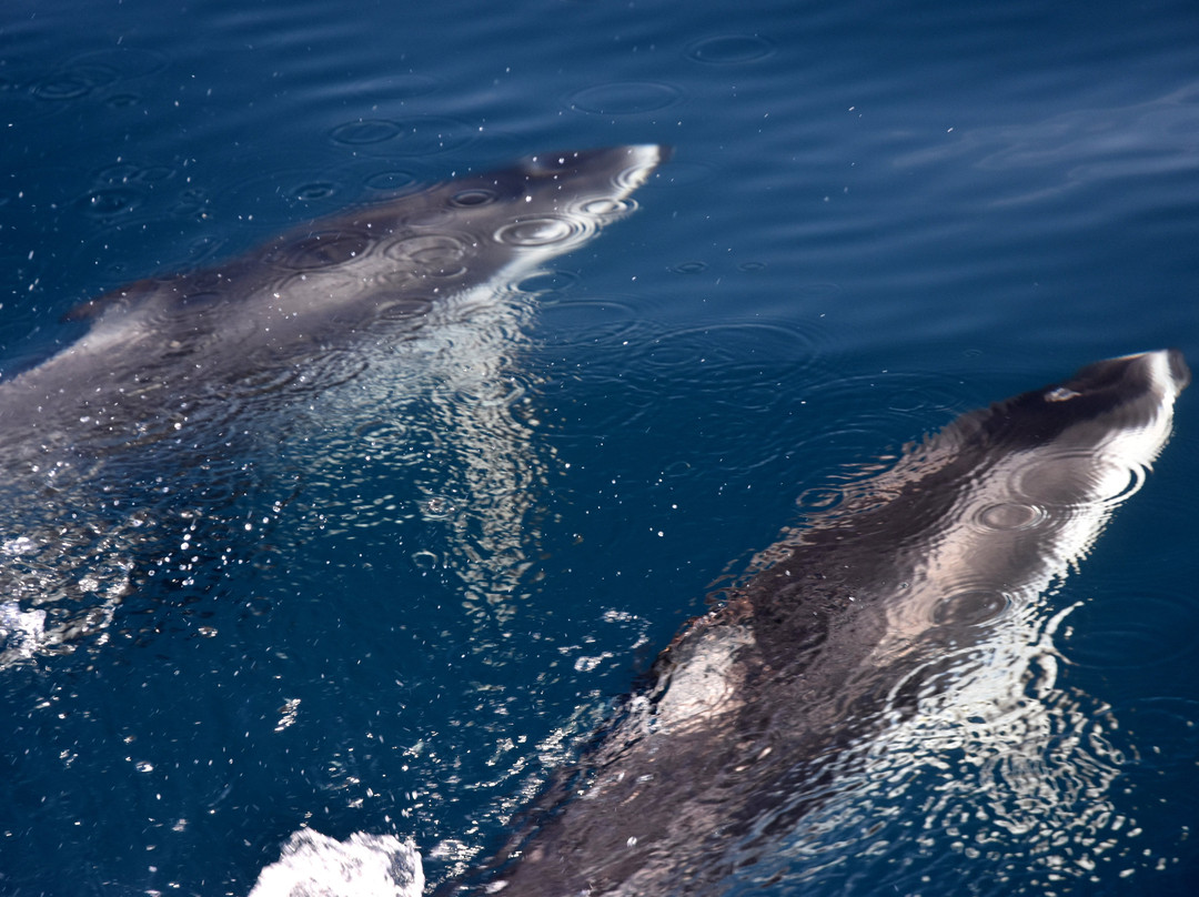 East Meets West Whale Watching-纽波特海滩必去景点