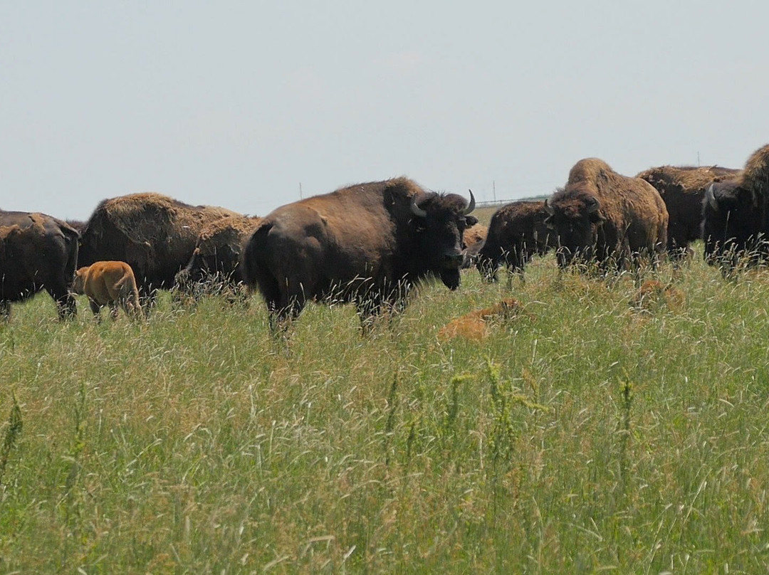 Euro Buffalo景点图片