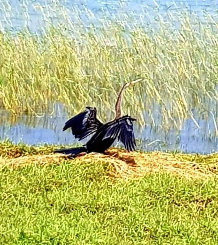 Kalamatiya Bird Sanctuary景点图片