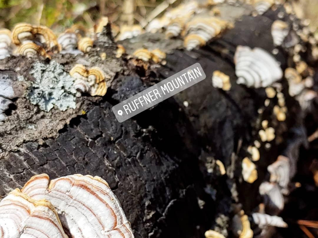 Ruffner Mountain-伯明翰必去景点