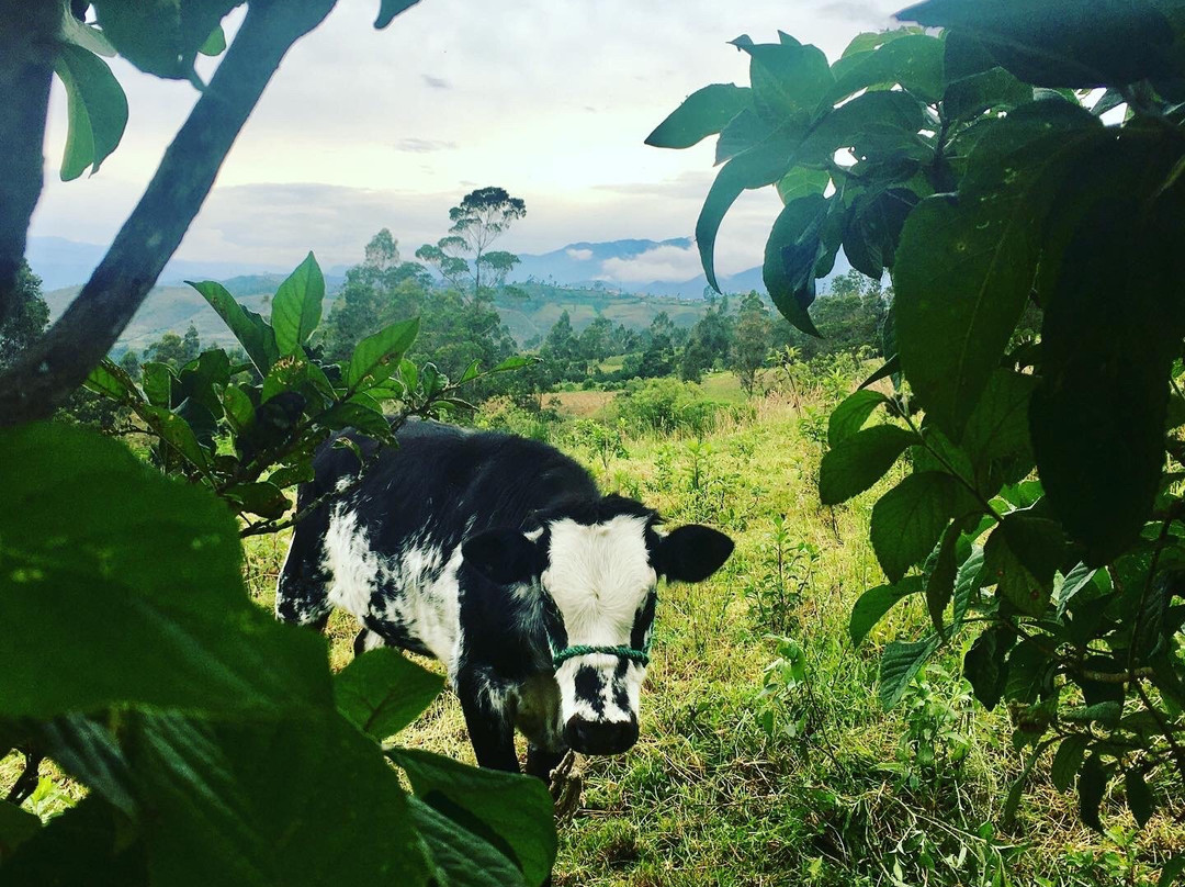 Sarcofagos de Karajia-Chachapoyas必去景点