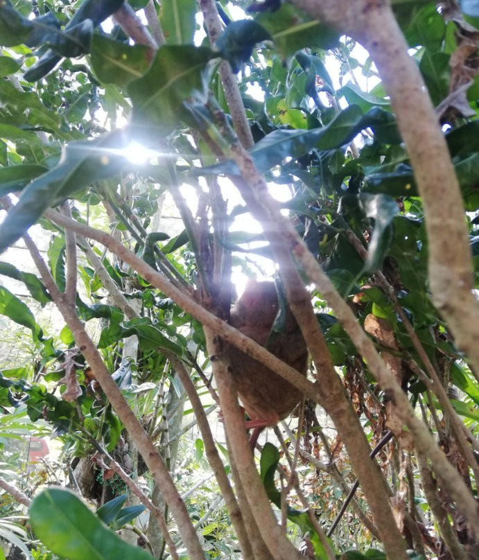 Sagbayan Peak-Sagbayan必去景点