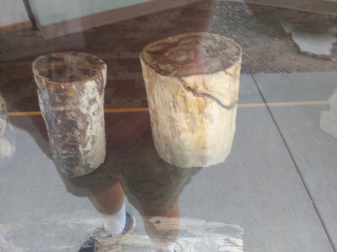Petrified Wood Gallery-Ogallala必去景点