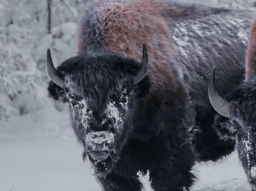 Mackenzie Bison Sanctuary-Fort Providence必去景点