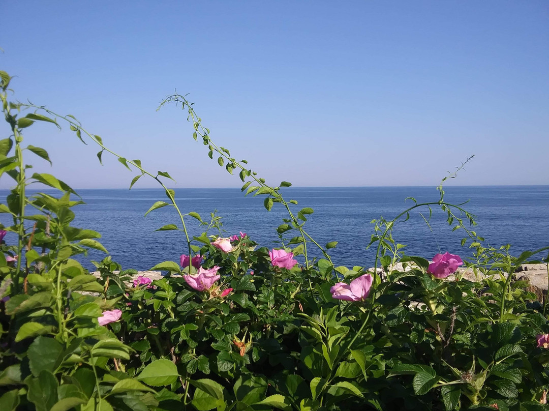 Driftwood Inn and Cottages主图