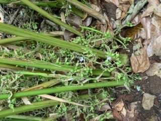 Pepper County Home Stay-官方