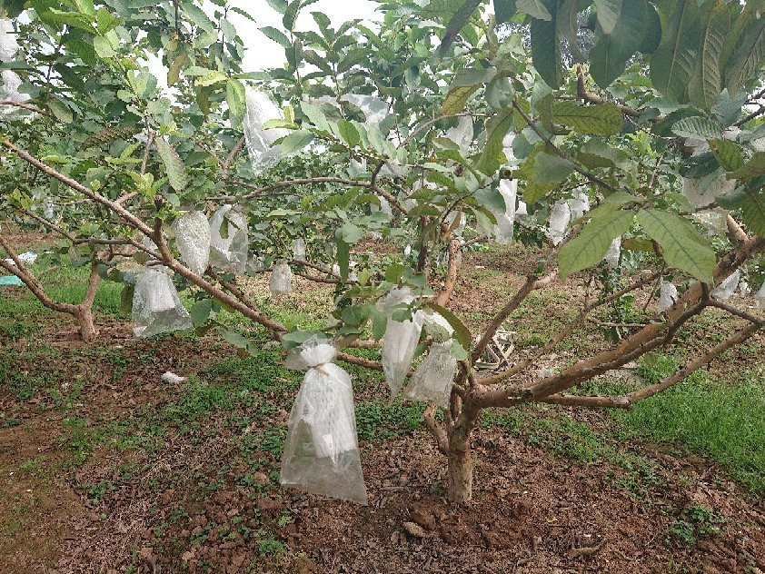 Green Farm Tour-河内必去景点