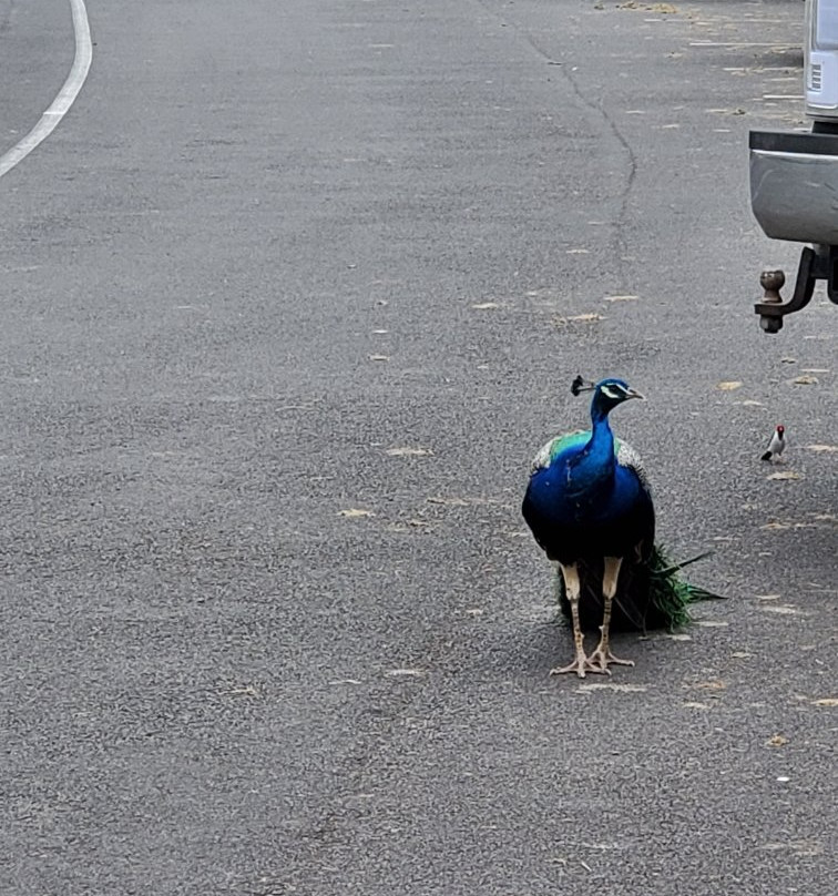 夏威夷马克磊乡村高尔夫俱乐部-凯鲁瓦-柯纳必去景点