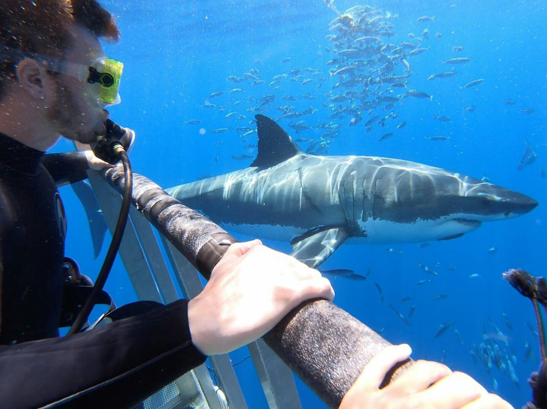 Guadalupe Island-下加利福尼亚州必去景点