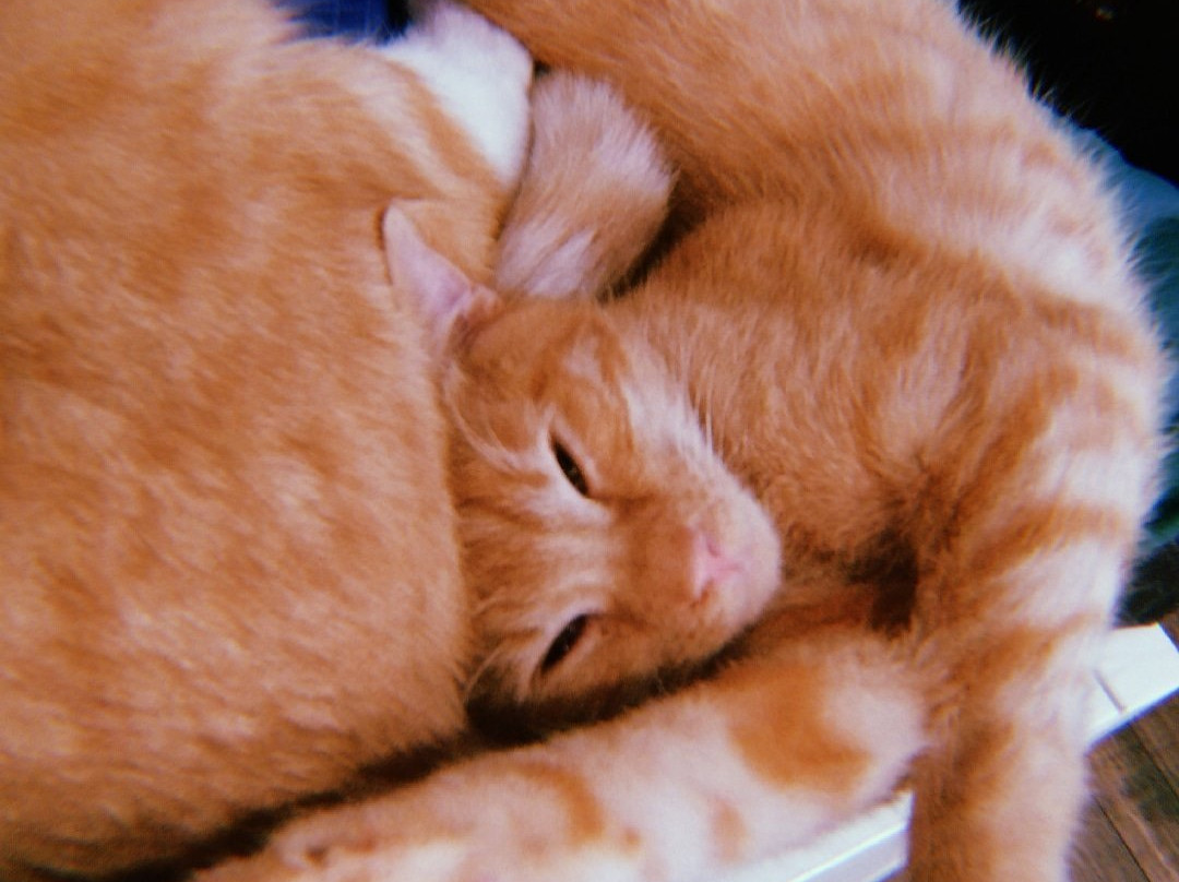 Cats City景点图片