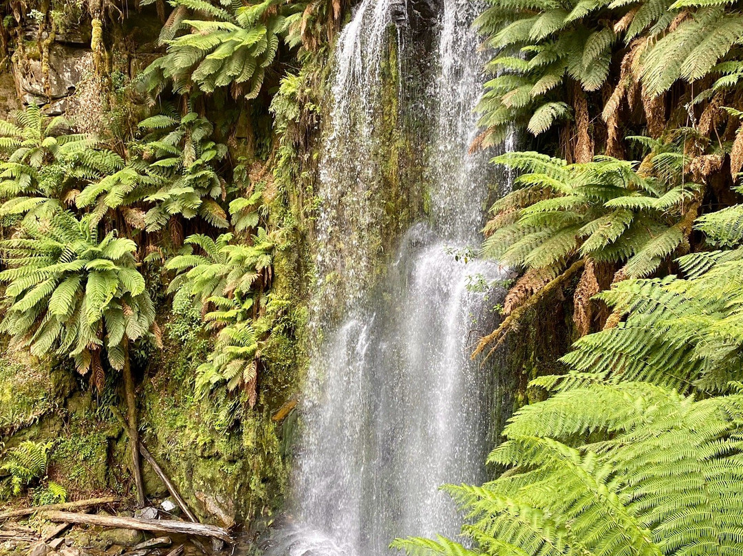 Beauchamp Falls-Beech Forest必去景点