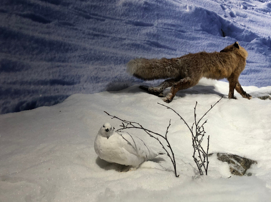 Pyha-Luosto Visitor and Culture Centre Naava-Pyhatunturi必去景点