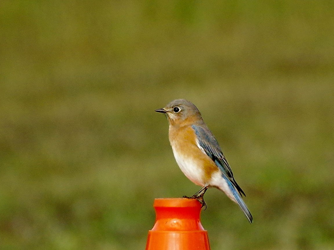 Centennial Plaza主图