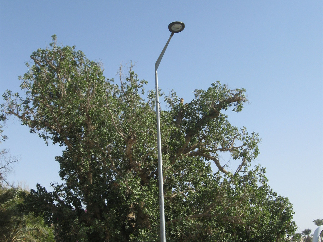 Zaccheus' Tree-Jericho必去景点