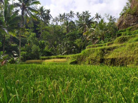 Mr. Bedu's Tours-乌布必去景点