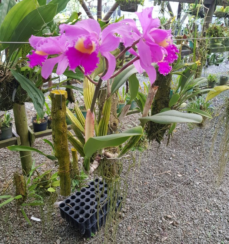 Universidad Tecnologica de Pereira-佩雷拉必去景点