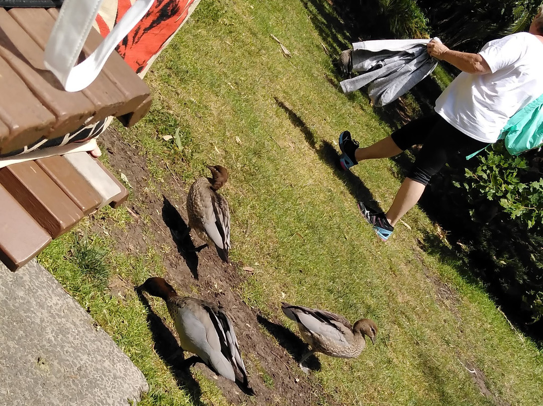 E G Waterhouse National Camellia Gardens-萨瑟兰郡必去景点