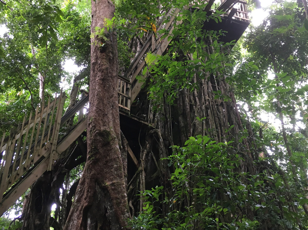 Falealupo Canopy Walk-萨瓦伊岛必去景点