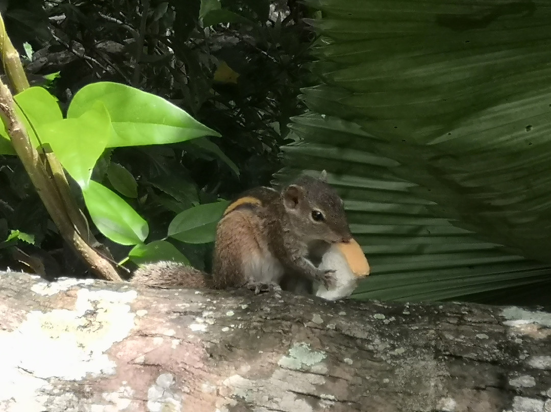 Lagoon Bentota主图