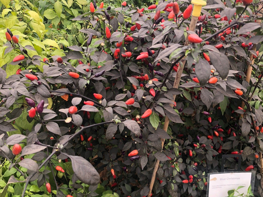 South Devon Chilli Farm-Loddiswell必去景点