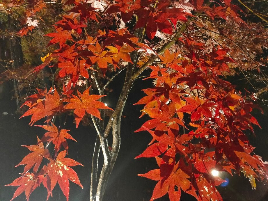 Tsukinoishi Momiji Park-长瀞町必去景点