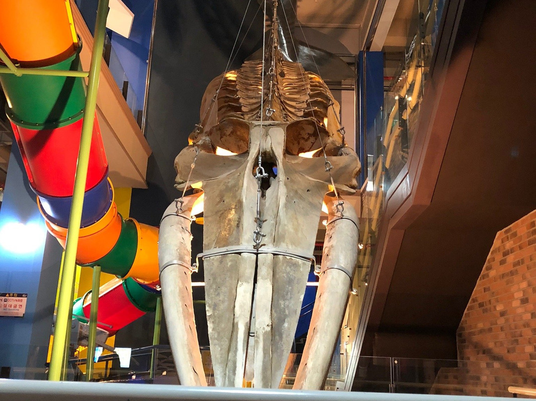 Jangsaengpo Whale Museum-蔚山必去景点