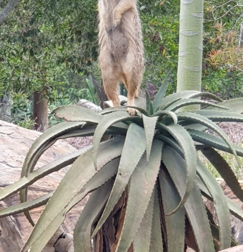 Australia Zoo景点图片