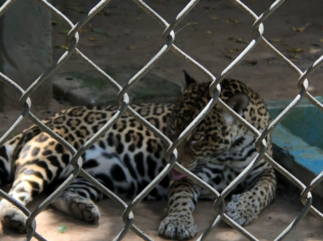 Zoologico do Batalhao do Forte Sao Joaquim-Boa Vista必去景点