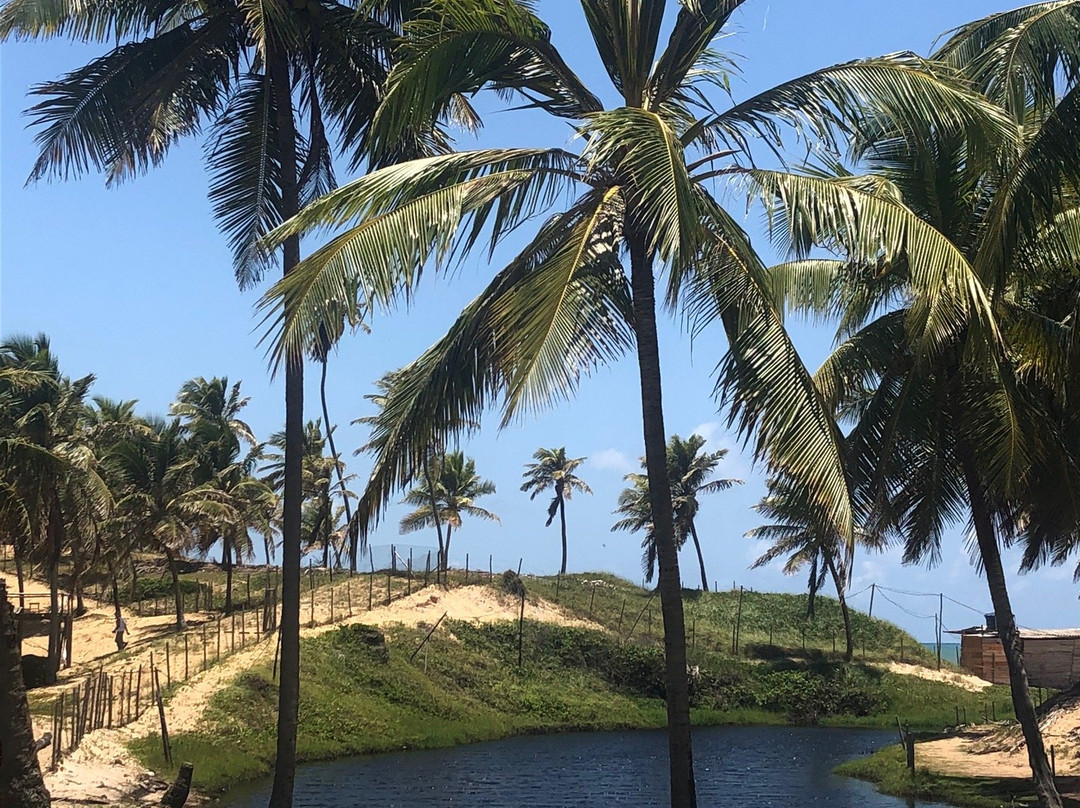 Jasmim dos Poetas主图