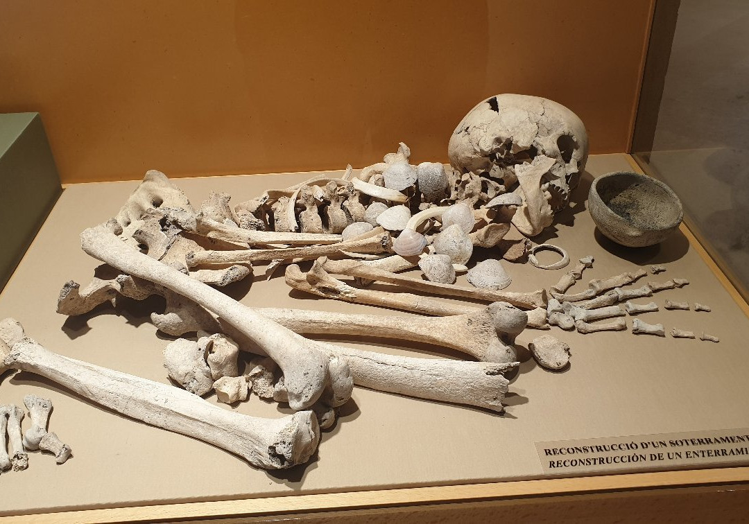 Museu Arqueologic Municipal Camil Visedo Molto景点图片