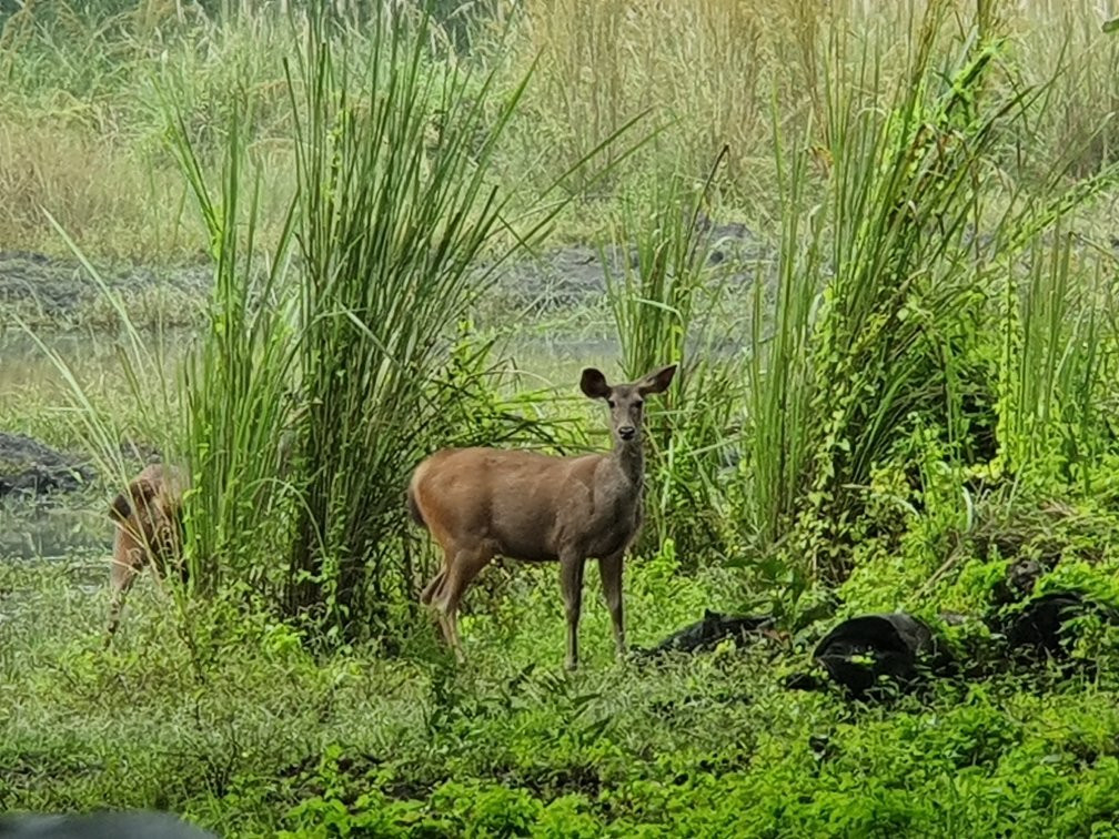 Chitwan Jungle Safari景点图片