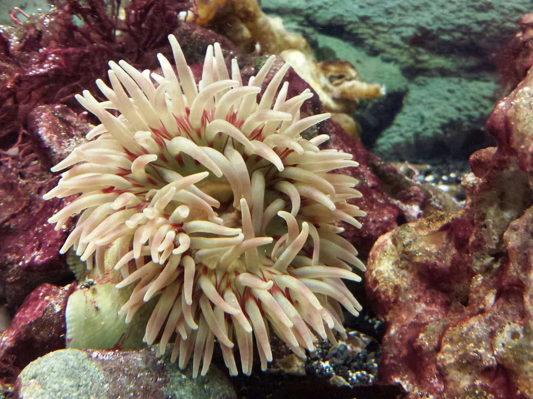 Museum of Natural Sciences