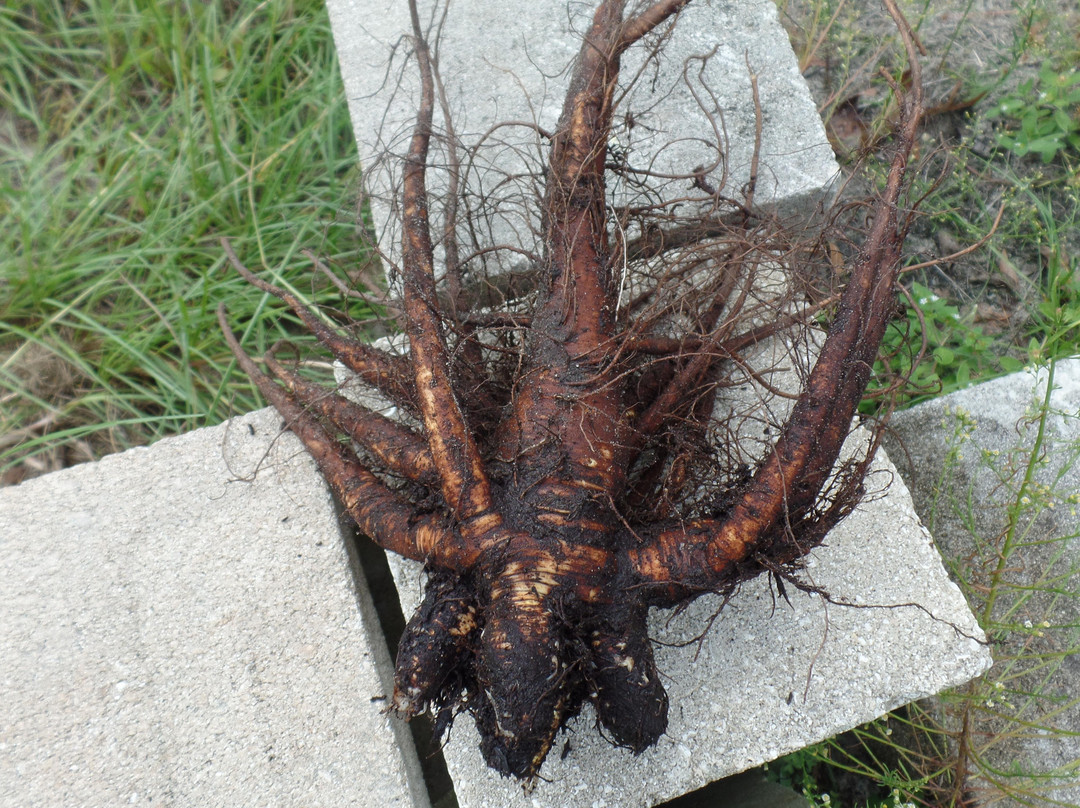 Jungle Life Herbs-O Brien必去景点