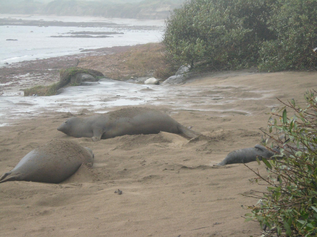 Ano Nuevo Elephant Seal Tours景点图片