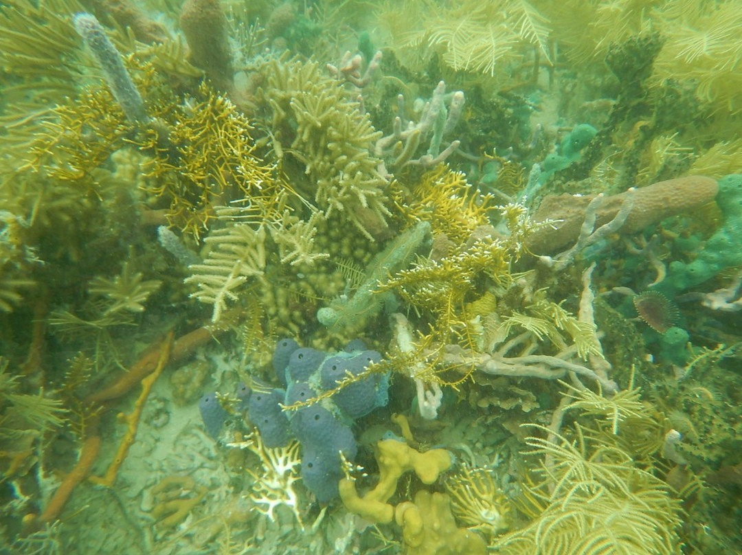 Under sea Panama景点图片
