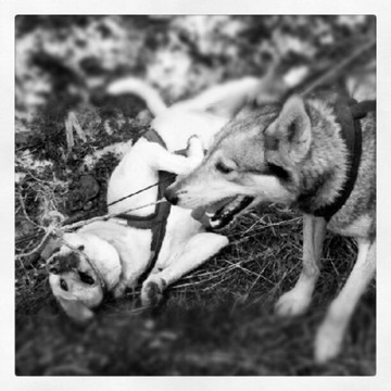 Turning Heads Kennel-苏厄德必去景点