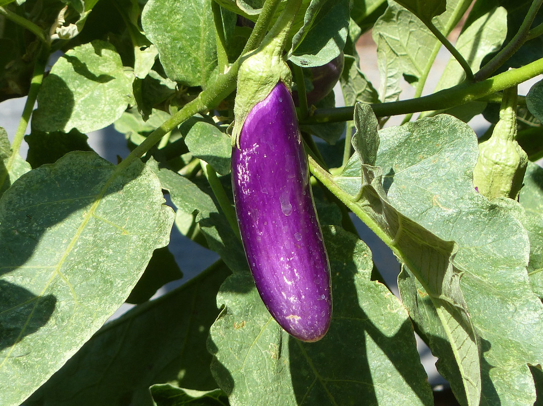 Sukun Babonsay Villas主图