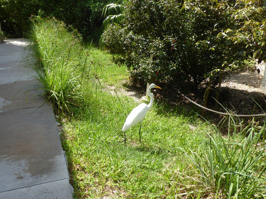 Key West Wildlife Center-基韦斯特必去景点