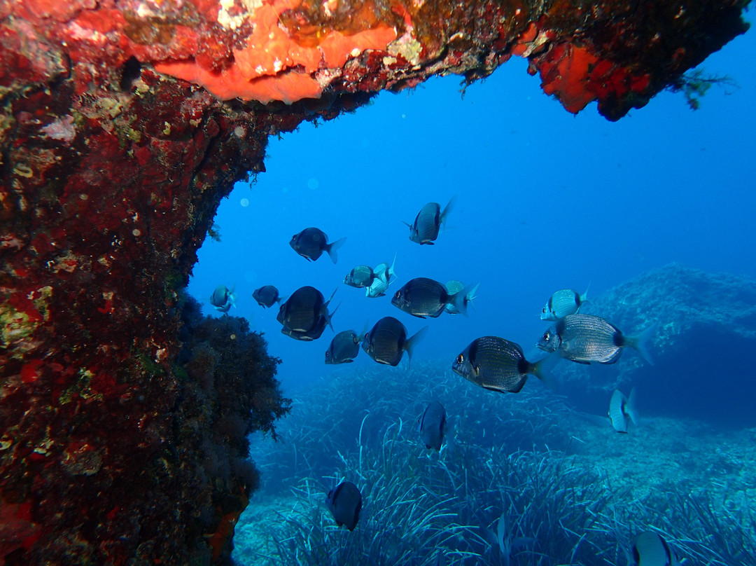Acqua Life Dive Center-卡拉多尔必去景点